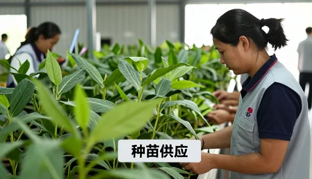 种苗供应如何利用农产品收购提升价值