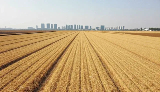 农产品储存期间常见问题及有效应对策略